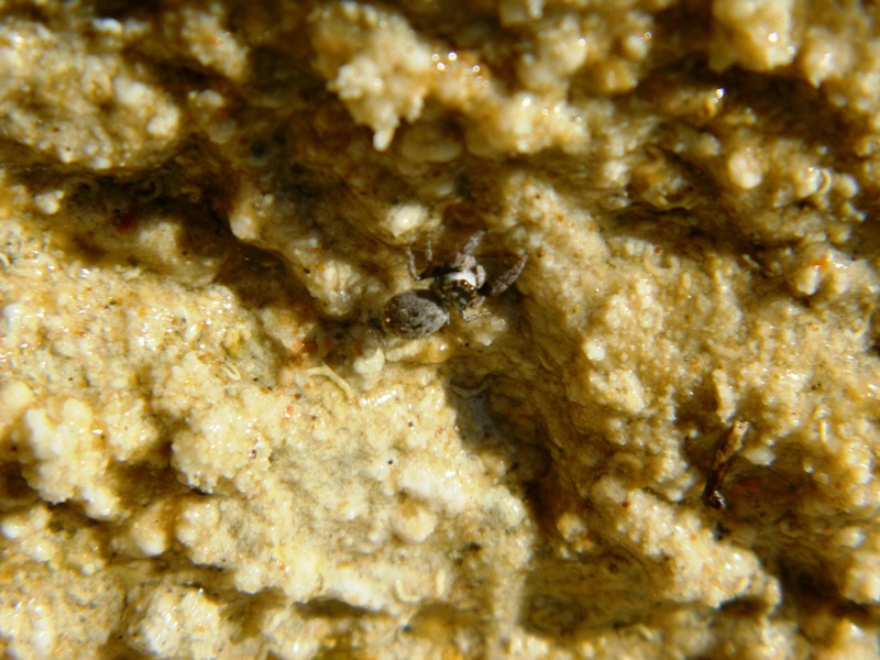 Salticidae da spiaggia